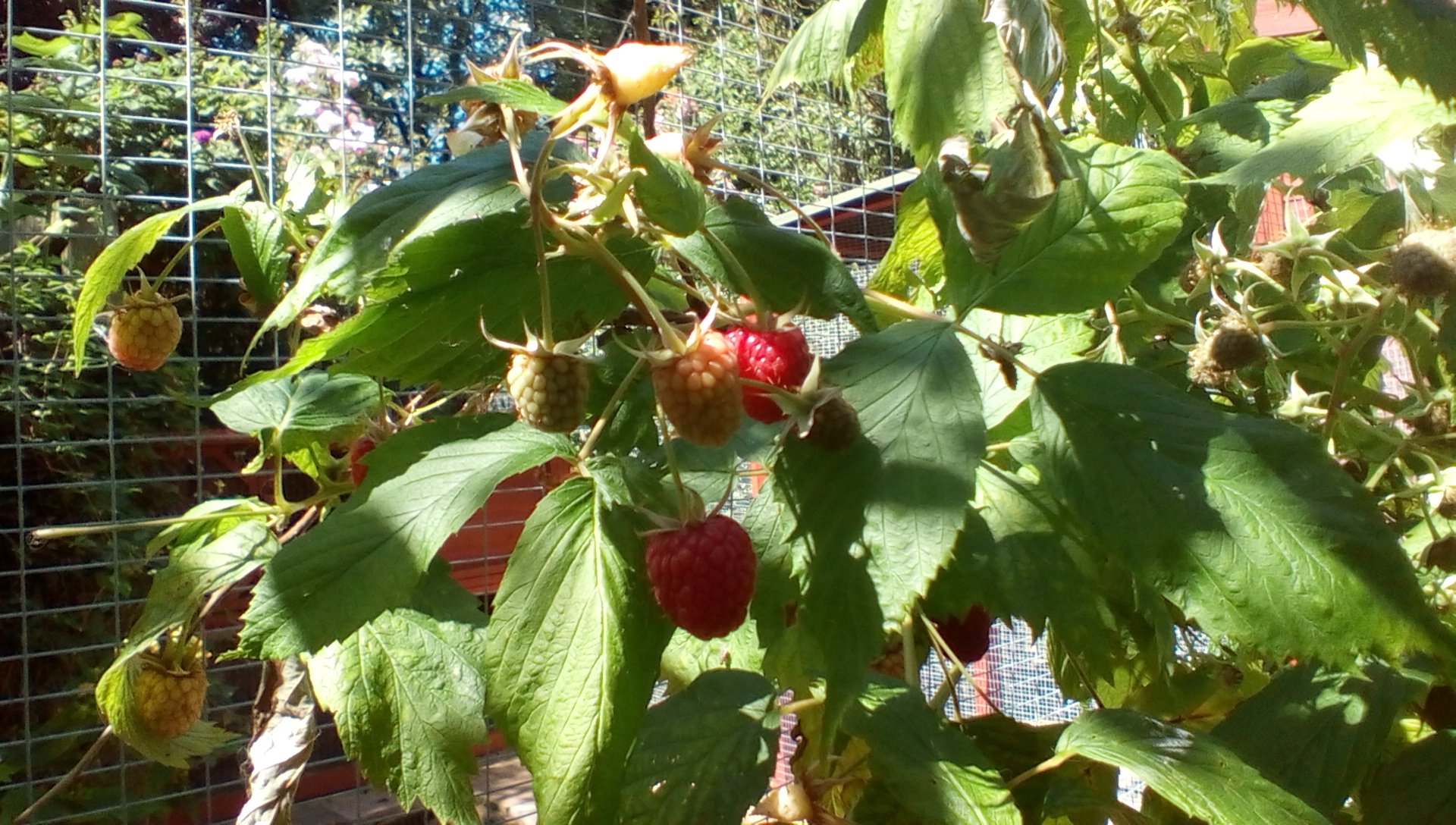 Tag: <span>Frost</span>