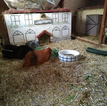 Guinea Pig (Bath) Day