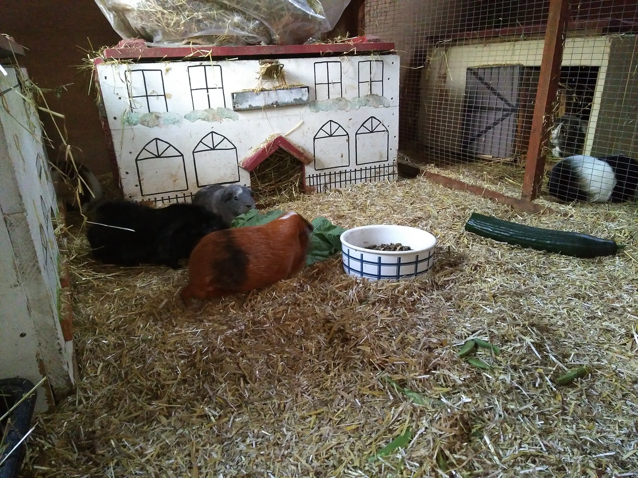 Guinea Pig (Bath) Day